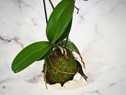 Orchidea Phalaenopsis Kokedama Magenta Dot
