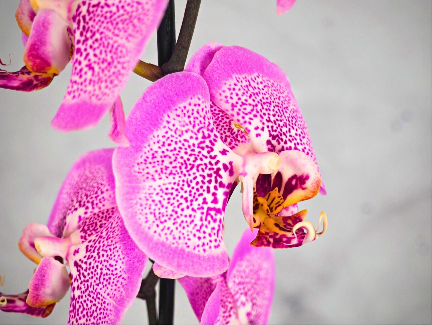 Orchidea Phalaenopsis Kokedama Magenta Dot