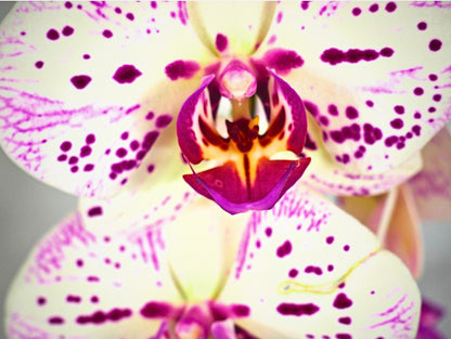 Orchidea Phalaenopsis Kokedama White Magenta