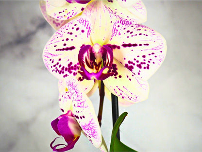 Orchidea Phalaenopsis Kokedama White Magenta