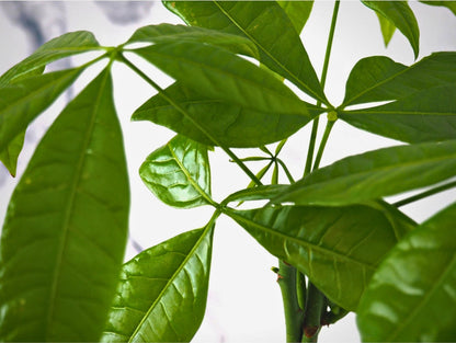 Pachira Kokedama