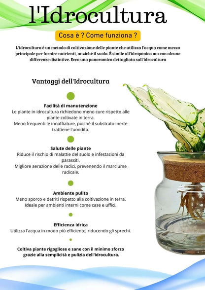 Aglaonema 'White Kiwi' in Idrocoltura - Pianta Vera