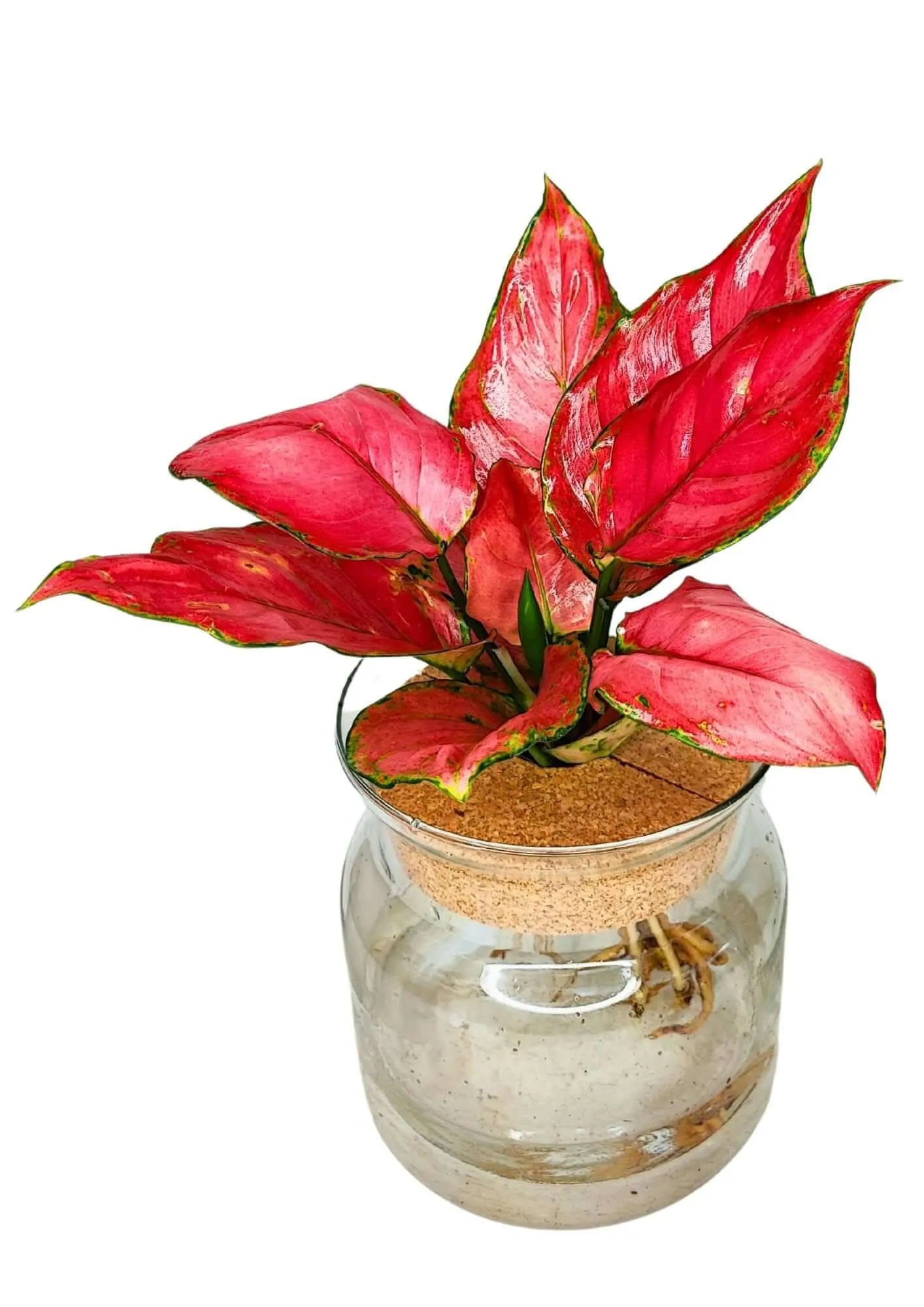 Aglaonema 'Red' in Idrocoltura