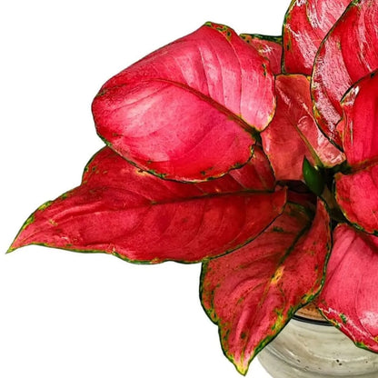 Aglaonema 'Red' in Idrocoltura