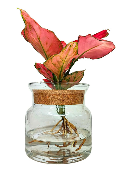 Aglaonema 'Red' in Idrocoltura