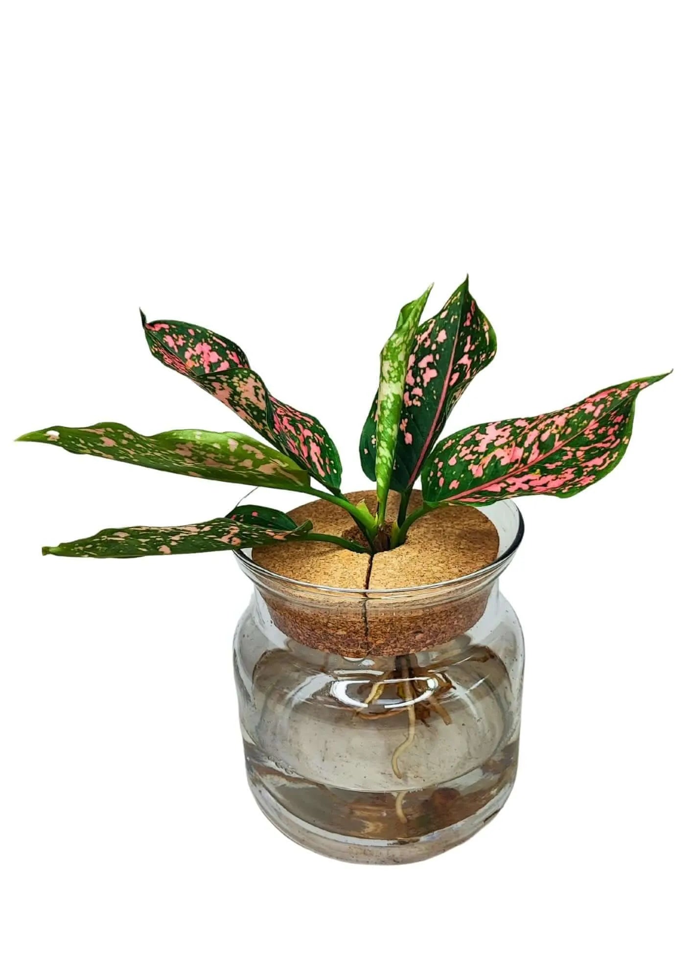 Aglaonema 'Pink Beauty' in Hydrokultur
