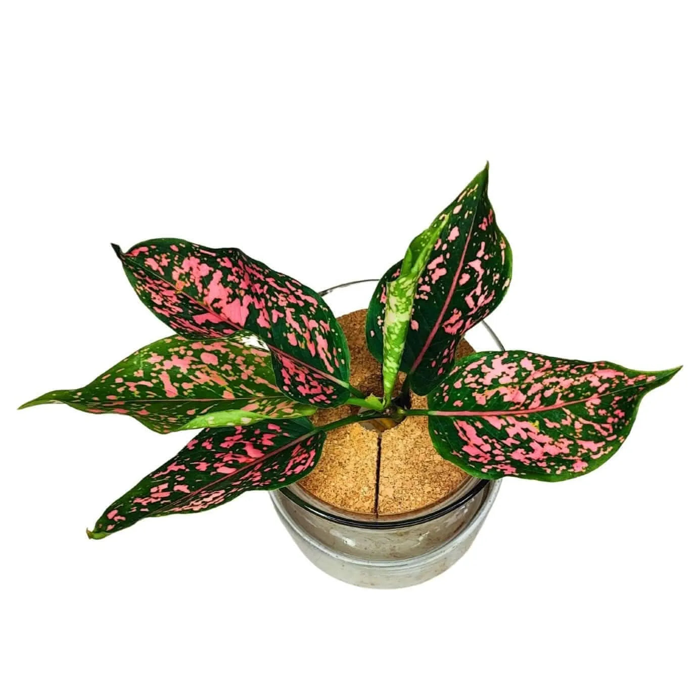 Aglaonema 'Pink Beauty' in Hydrokultur