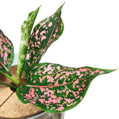 Aglaonema 'Pink Beauty' in Hydrokultur