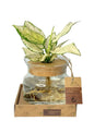 Aglaonema 'White Kiwi' in Hydroculture - Live Plant