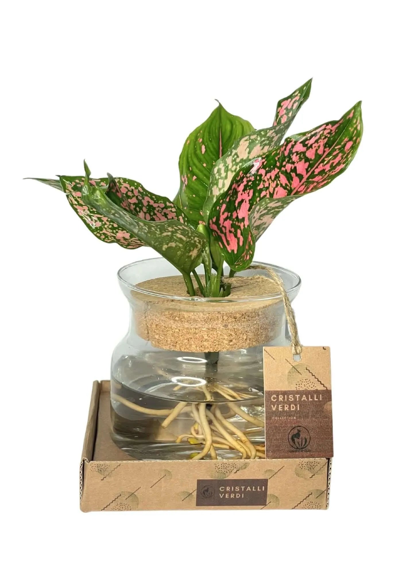 Aglaonema 'Pink Beauty' in Hydrokultur