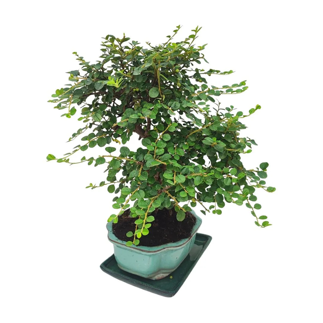Bonsai Cotoneaster Horizontalis 10 Jahre – Premium-Sammlung