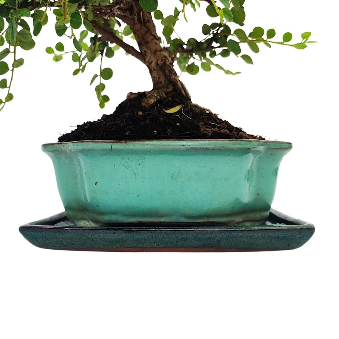 Bonsai Cotoneaster Horizontalis 10 Jahre – Premium-Sammlung