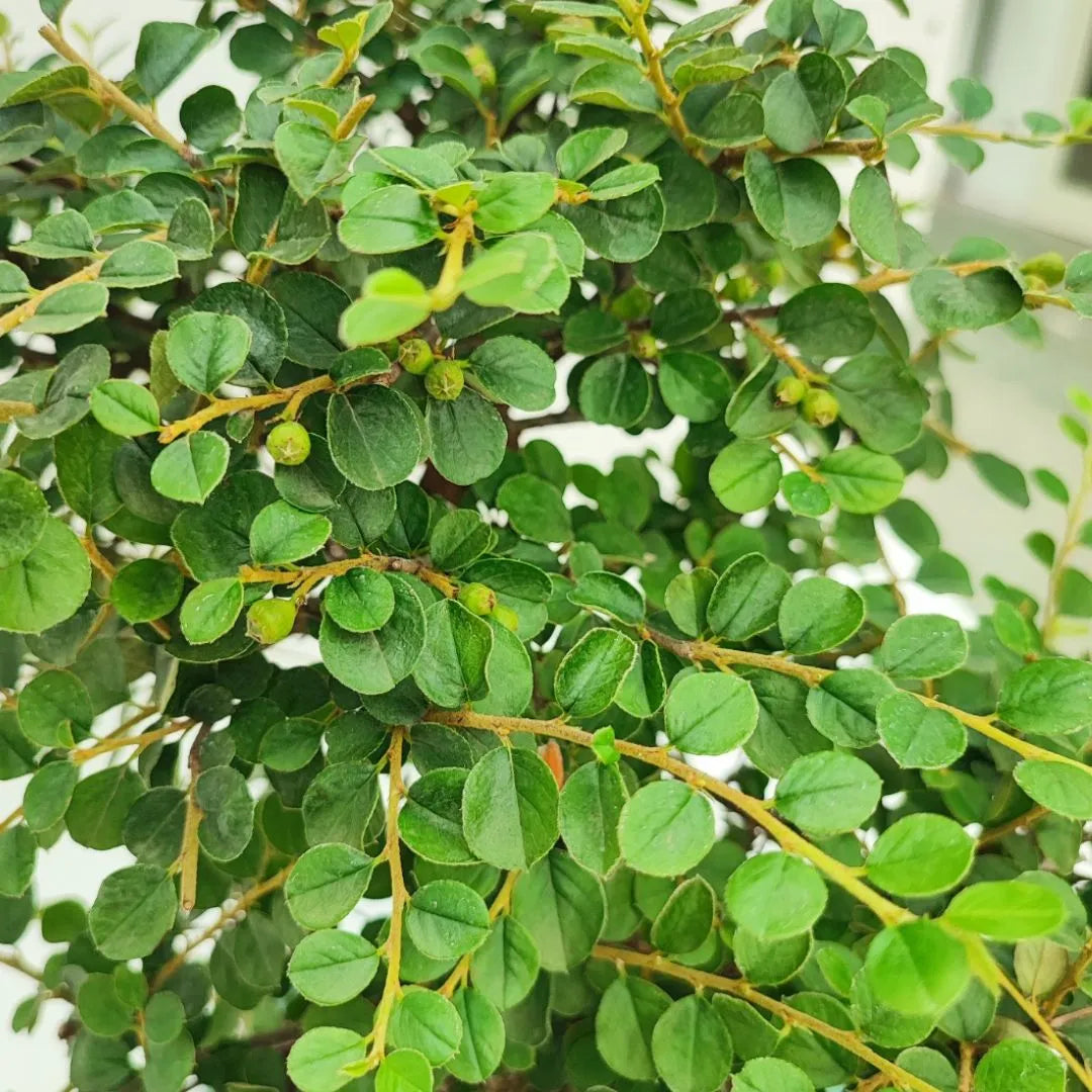 Bonsai Cotoneaster Horizontalis 10 Jahre – Premium-Sammlung