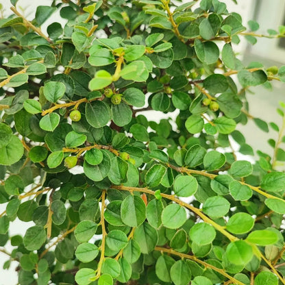 Bonsai Cotoneaster Horizontalis 10 Jahre – Premium-Sammlung