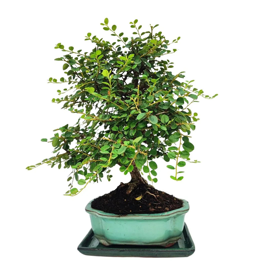 Bonsai Cotoneaster Horizontalis 10 Jahre – Premium-Sammlung