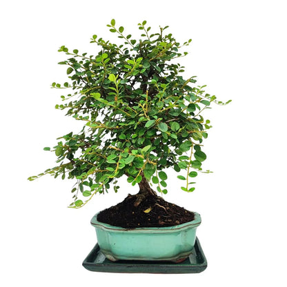 Bonsai Cotoneaster Horizontalis 10 Jahre – Premium-Sammlung
