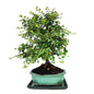 Bonsai Cotoneaster Horizontalis 10 Years - Premium Collection