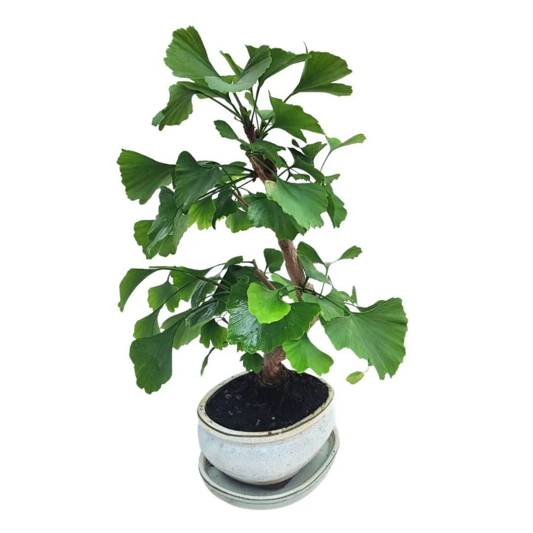 Ginkgo Biloba Bonsai 8 Jahre – Premium-Kollektion