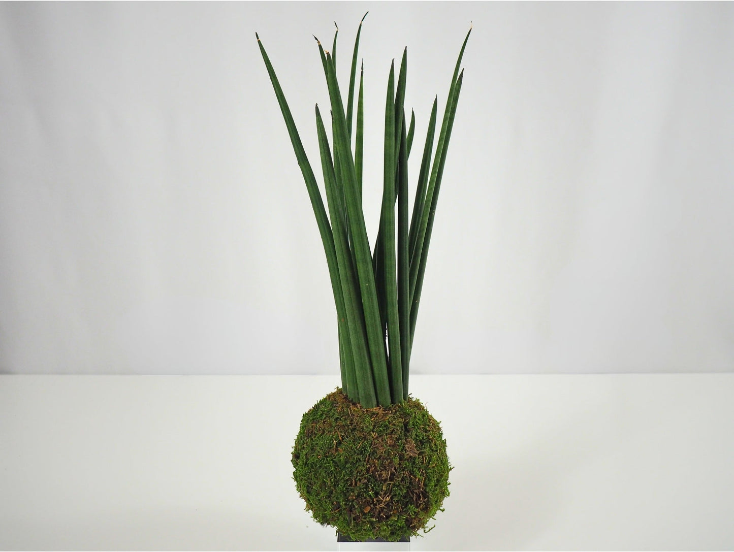 Sansevieria Cylindrica kokedama