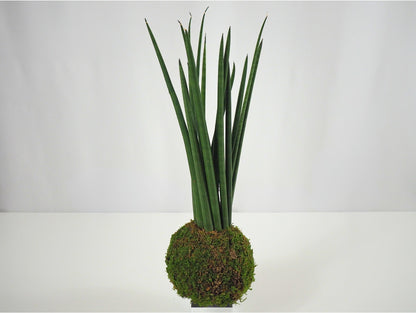 Sansevieria Cylindrica kokedama