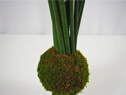 Sansevieria Cylindrica kokedama