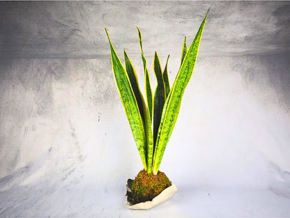 Sansevieria Kokedama