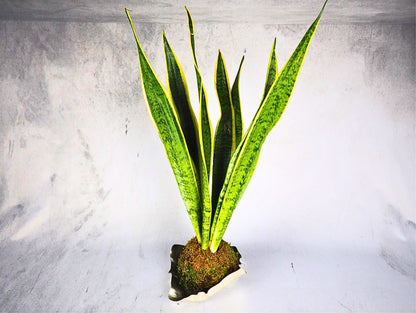 Sansevieria Kokedama