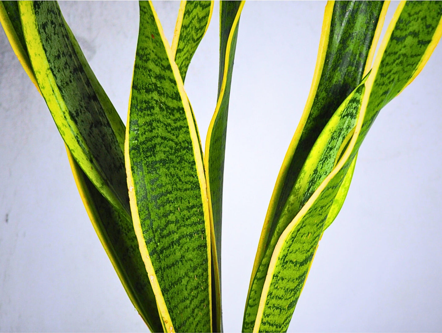 Sansevieria Kokedama