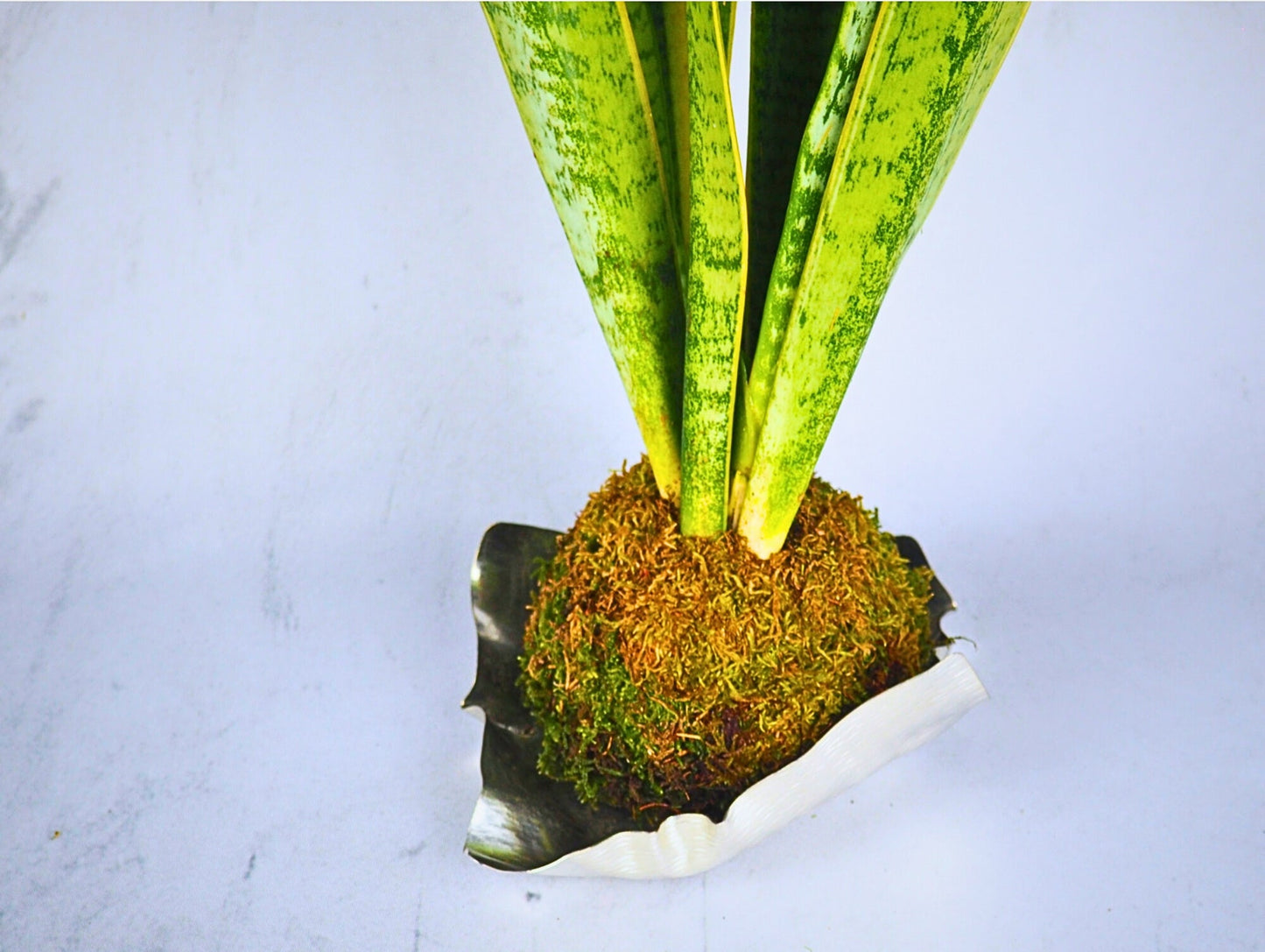 Sansevieria Kokedama