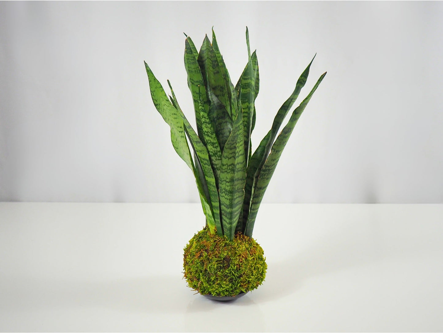 Sansevieria Zeylanica Kokedama