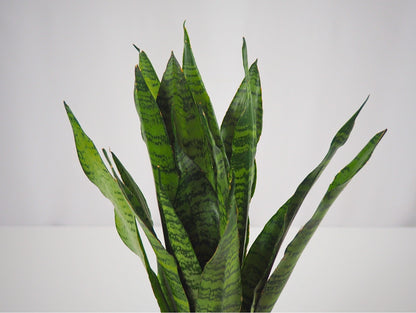 Sansevieria Zeylanica Kokedama