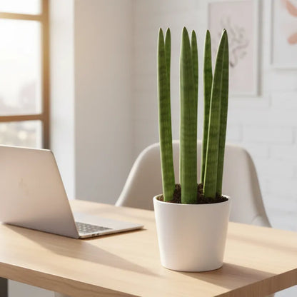 Sansevieria Cylindrica Candle – Pianta da Appartamento in Vaso Ceramica 11 cm | Altezza 35 cm