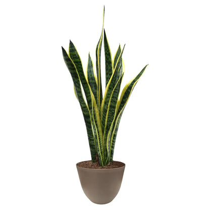 Sansevieria Laurentii D.17 H.60 cm