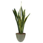 Sansevieria Laurentii D.17 H.60 cm
