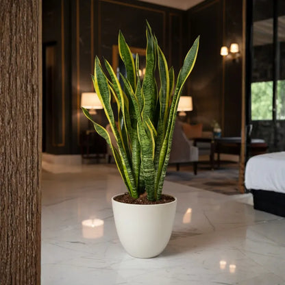 Sansevieria Laurentii Extra  Altezza Pianta 120 cm