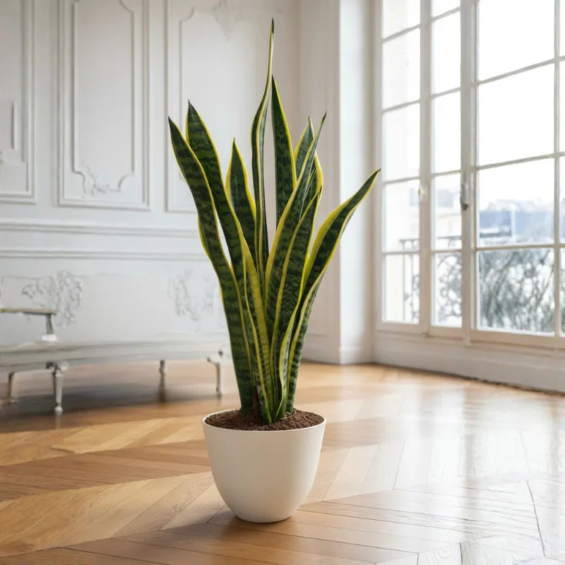Sansevieria Laurentii D.17 H.60 cm