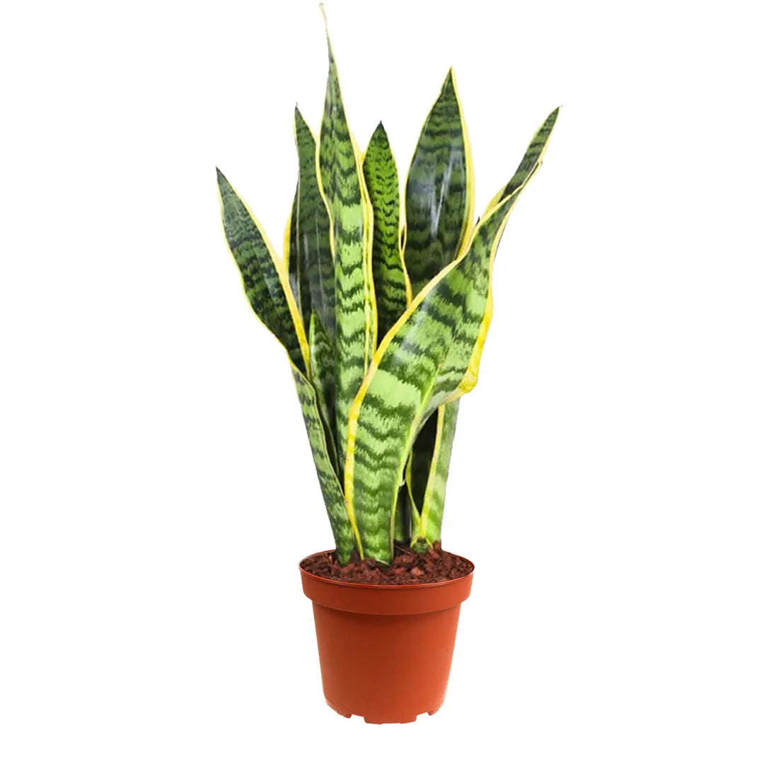 Sansevieria Laurentii - Pflanzenhöhe 40 cm
