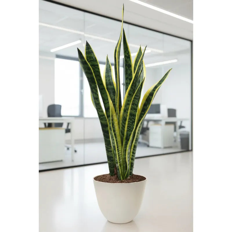 Sansevieria Laurentii D.17 H.60 cm