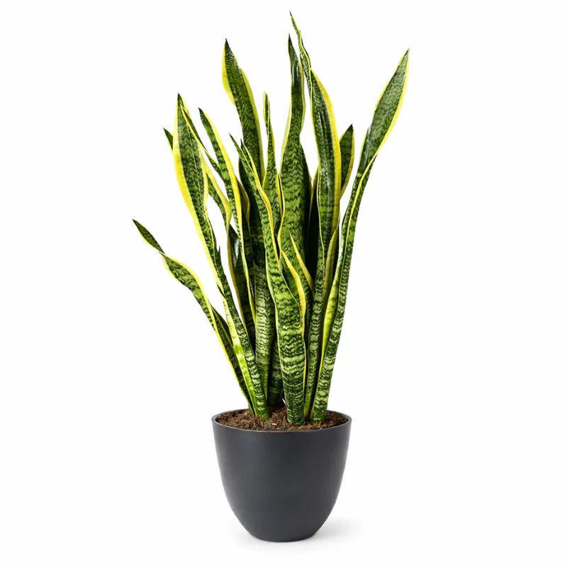 Sansevieria Laurentii Extra  Altezza Pianta 120 cm