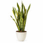 Sansevieria Laurentii Extra Plant Height 120 cm
