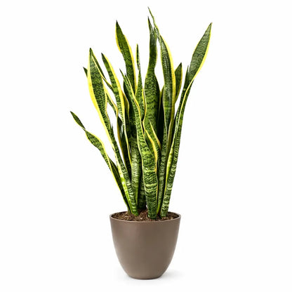 Sansevieria Laurentii Extra  Altezza Pianta 120 cm