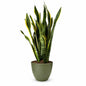 Sansevieria Laurentii Extra Plant Height 120 cm
