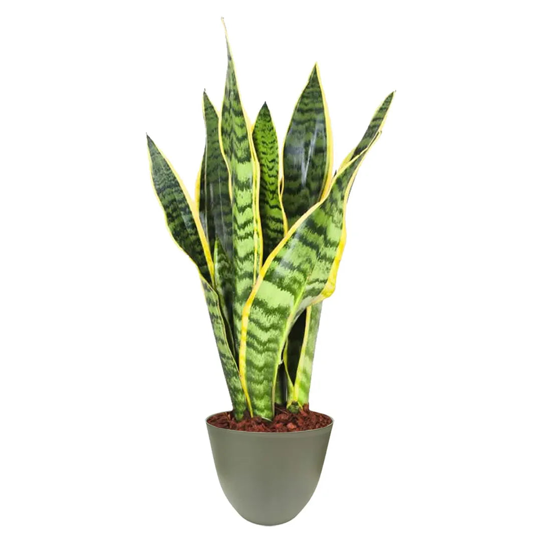 Sansevieria Laurentii - Pflanzenhöhe 40 cm