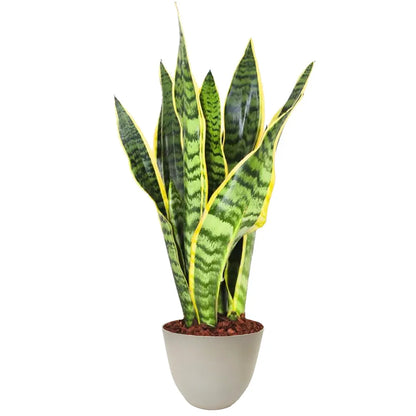 Sansevieria Laurentii - Pflanzenhöhe 40 cm