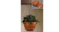 Set sp.gondola d.28 h.20 terracotta