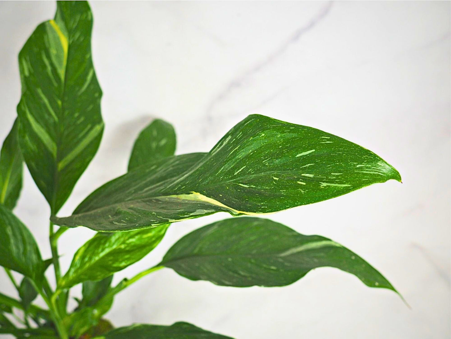 Spathiphyllum Diamond Kokedama