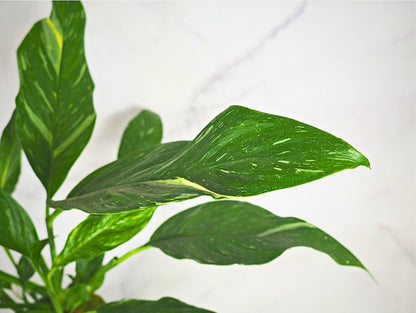 Spathiphyllum Diamond Kokedama