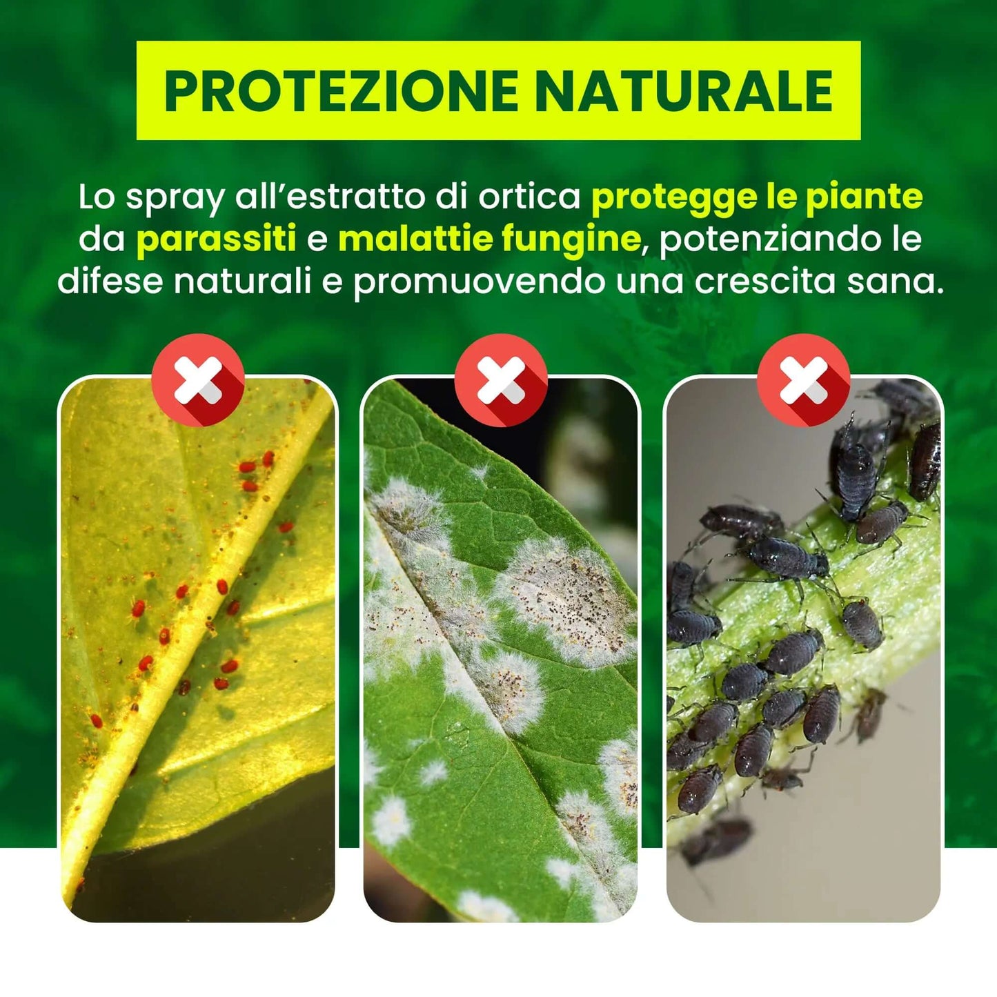 Insetticida Naturale per Piante 750 ml - A Base di Estratto Biologico di Ortica - Efficace Contro Cocciniglia, Afidi, Ragnetto Rosso e Pidocchi - Spray