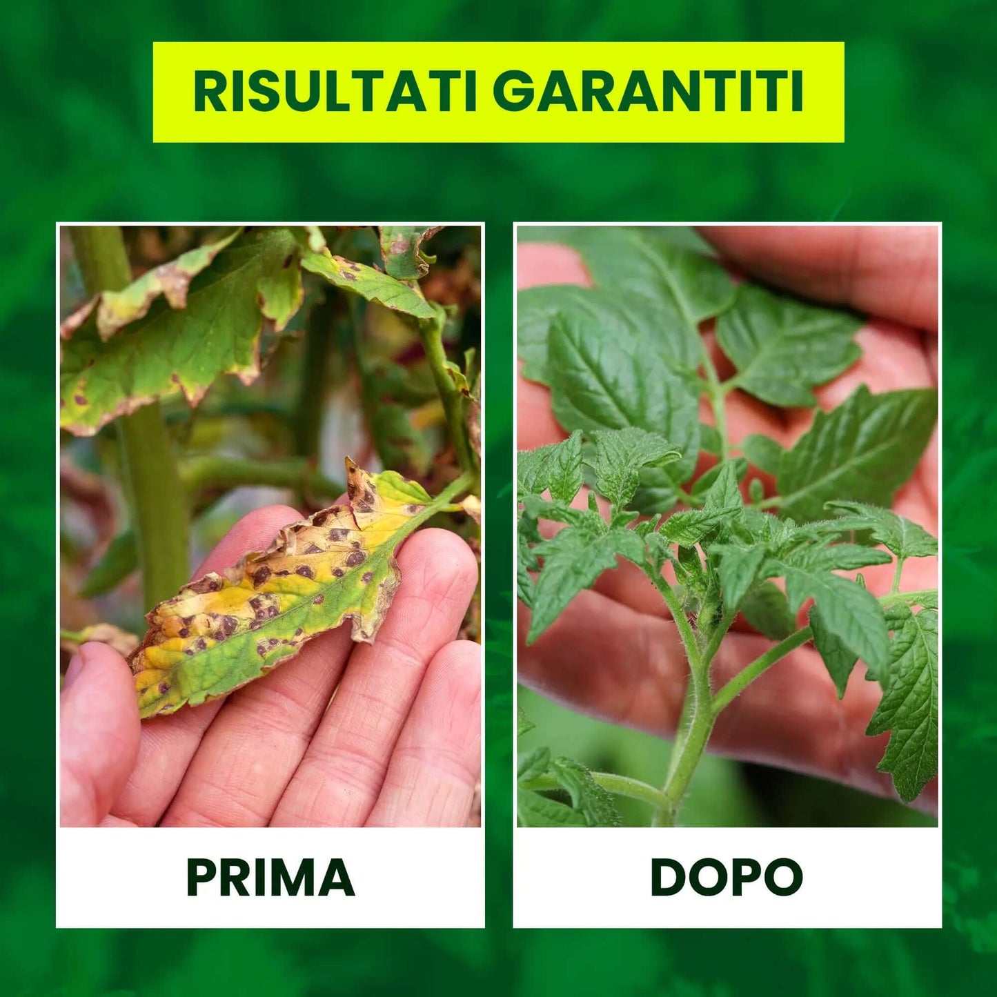 Insetticida Naturale per Piante 750 ml - A Base di Estratto Biologico di Ortica - Efficace Contro Cocciniglia, Afidi, Ragnetto Rosso e Pidocchi - Spray