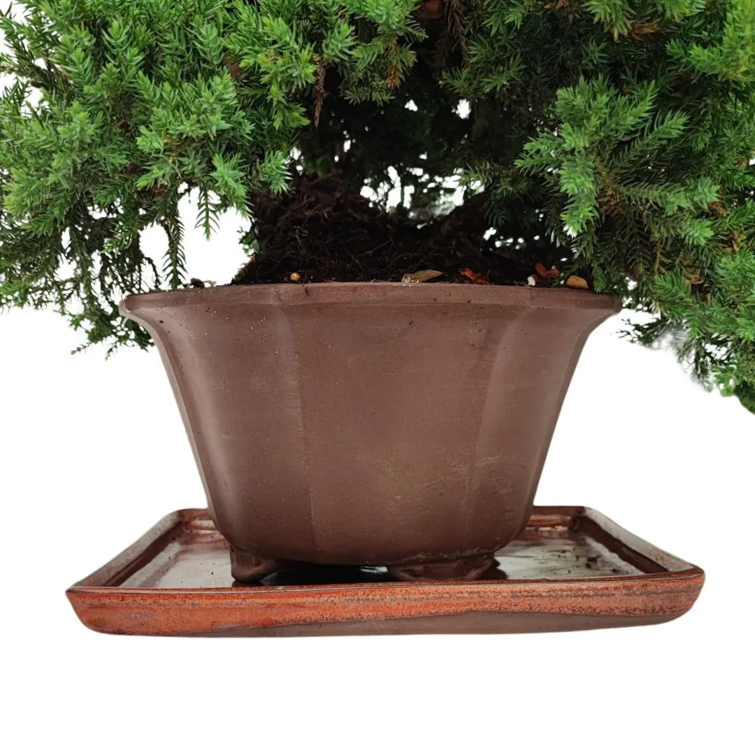 Bonsai Juniperus Procumbens 20 Jahre Kaskadenstil - Premium Kollektion